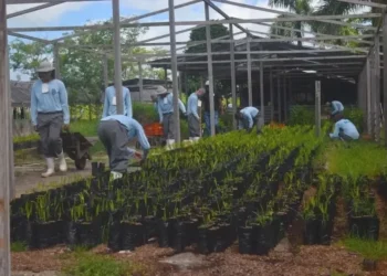 A proposta envolve capacitação técnica, geração de trabalho e estímulo ao retorno à sociedade com novas perspectivas profissionais.  • Elielson Modesto l Agência Pará