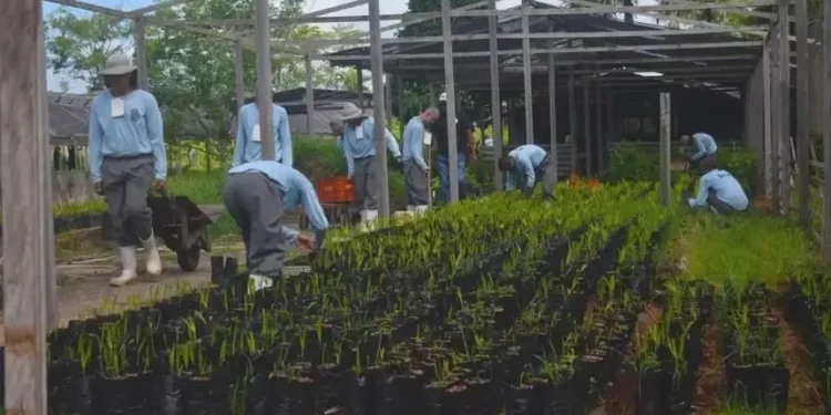 Detentos cultivam mais de 50 mil mudas para COP30 em Belém