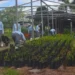 Detentos cultivam mais de 50 mil mudas para COP30 em Belém