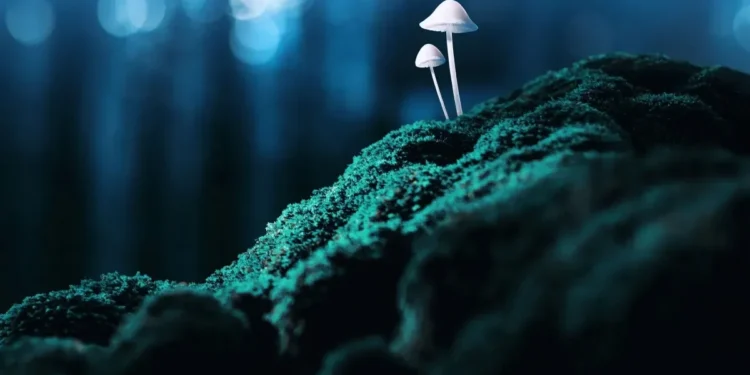 Como substâncias como ayahuasca e LSD podem tratar saúde mental? Entenda