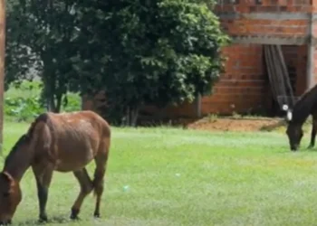 Porto inicia recolhimento de animais de grande porte soltos nas ruas a partir de 1º/8