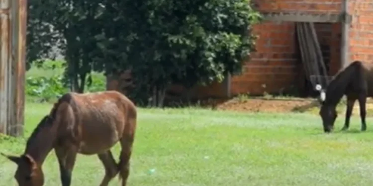 Porto inicia recolhimento de animais de grande porte soltos nas ruas a partir de 1º/8