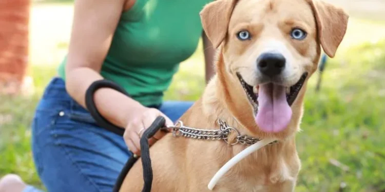 Mais de 15 mil cães em Palmas já receberam coleiras para prevenção do calazar