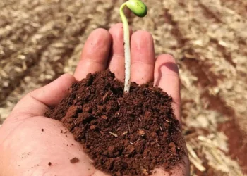 Municípios como Lagoa da Confusão, Cristalândia, Pium, Formoso do Araguaia, Santa Rita do Tocantins e Dueré são grandes produtores de soja para semente 