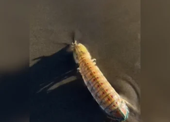 • Reprodução/Redes Sociais