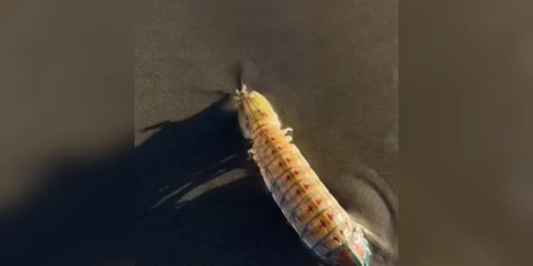 Vídeo mostra “lagosta-boxeadora” lutando contra turista: “Me deu um boxe”