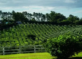Estância das Oliveiras, em Viamão (RS): 28 hectares cobertos com olivais e experiência com olivoturismo — Foto: Marcelo Curia