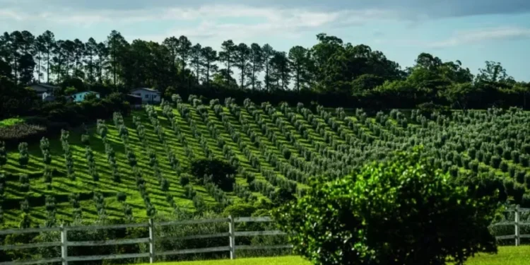 Posso plantar frutas a partir das sementes? Especialista explica