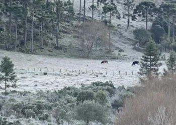 Bom Jardim da Serra marcou -6,8 °C e amanheceu com vegetação de baixo de neve • Divulgação/Sérgio Felipe Rodrigues