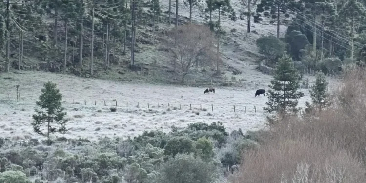 Bom Jardim da Serra marcou -6,8 °C e amanheceu com vegetação de baixo de neve • Divulgação/Sérgio Felipe Rodrigues