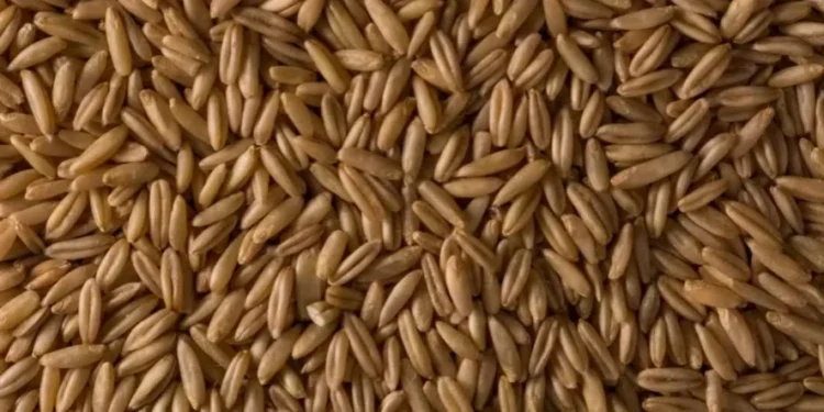 Trigo tem recuperação em Chicago; soja e milho caem