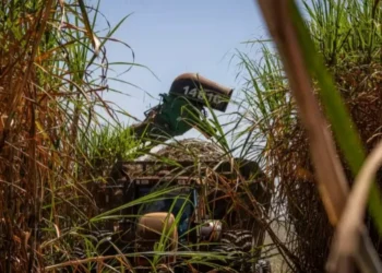 colheita de lavoura de cana-de-açúcar - canavial — Foto: Wenderson Araújo/CNA