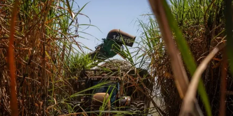 Produtividade da cana no Centro-Sul cai 12% em maio, diz CTC