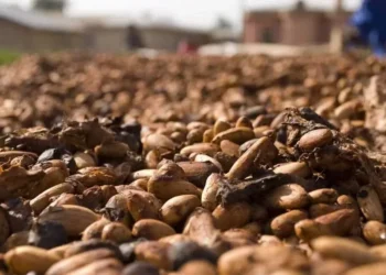 A volatilidade do mercado de cacau também está associada ao clima nas regiões produtoras — Foto: Pixabay