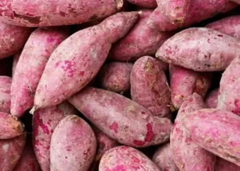 Aprenda como plantar batata-doce na terra e na água — Foto: Canva/ Creative Commoms