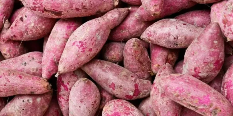 Batata-doce pode ser plantada na terra e na água. Aprenda como