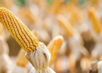 O milho puxa as altas, com o mercado reage à confirmação de um acordo comercial entre os Estados Unidos e o Vietnã — Foto: Wenderson Araújo/CNA