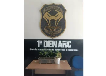 Seis mudas foram encontradas no local e recolhidas para perícia - Divulgação PC/TO