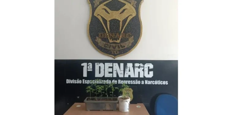 Denarc destrói estrutura montada para cultivo de maconha na zona rural de Palmas