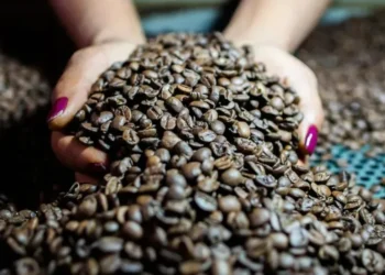 Forte dependência do café brasileiro representa um risco para o mercado global, afirmam especialistas — Foto: Wenderson Araujo/CNA