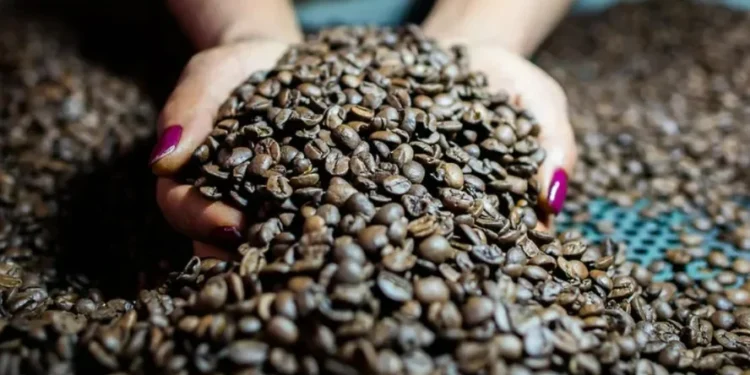 Oferta global de café deve ficar ‘apertada’ no primeiro semestre de 2026