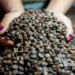 Oferta global de café deve ficar ‘apertada’ no primeiro semestre de 2026