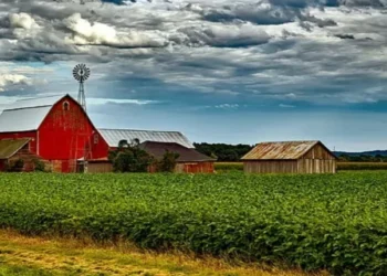 Produtores dos EUA optaram por reduzir a área de soja no ciclo em andamento Produtores dos EUA optaram por reduzir a área de soja no ciclo em andamento — Foto: Divulgação