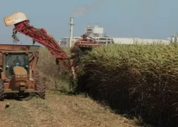 Desempenho da produtividade dos canaviais entre julho e agosto será determinante para indicar se a moagem total de cana vai ou não ultrapassar 600 milhões de toneladas — Foto: Wenderson Araujo/CNA