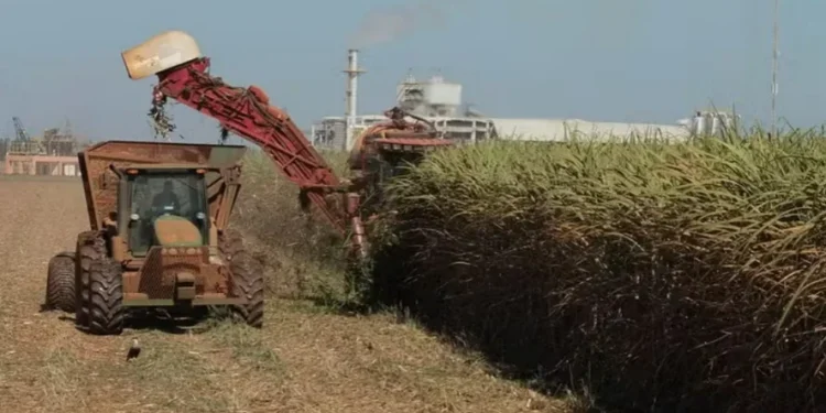 Oferta brasileira de açúcar manterá preços pressionados ao menos até agosto, diz StoneX