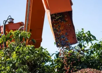 Projeção do USDA diverge das percepções do mercado, especialmente diante da previsão de uma safra menor no Brasil em 2025 — Foto: Wenderson Araujo / CNA