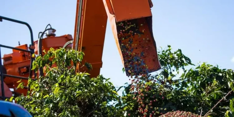 Oferta de café do Brasil deve manter preços em queda no terceiro trimestre