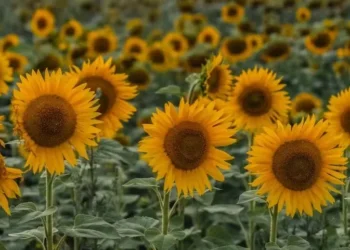 O girassol é considerada uma planta de cultivo simples e ciclo rápido — Foto: Getty Images/Canva