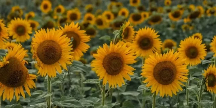 O girassol é considerada uma planta de cultivo simples e ciclo rápido — Foto: Getty Images/Canva