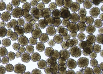 As ilhotas criadas em laboratório a partir de células-tronco agem como as naturais  • Vertex Pharmaceuticals/Divulgação