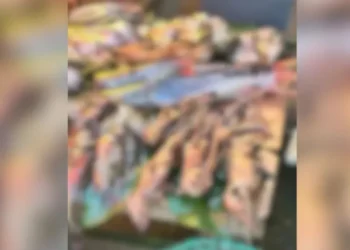 Diversos exemplares de mucura, conhecida popularmente como gambá, foram colocados à venda por cerca de R$ 30 cada • Reprodução/Redes Sociais