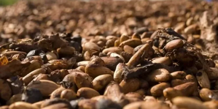 Produção de cacau no Brasil fica praticamente estável no primeiro semestre