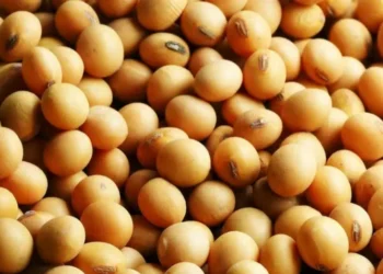 A ausência de compras significativas de soja norte-americana da safra 2025/26 por parte dos chineses já começa a preocupar operadores — Foto: Fundação Solidaridad