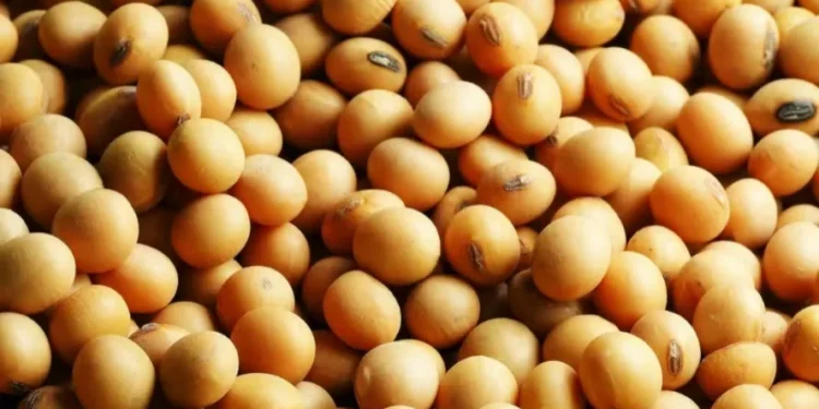 Preços dos grãos recuam em Chicago com incertezas com demanda global