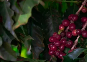 A região que está mais acelerada na colheita do café é Matas de Minas — Foto: Wenderson Araujo / CNA