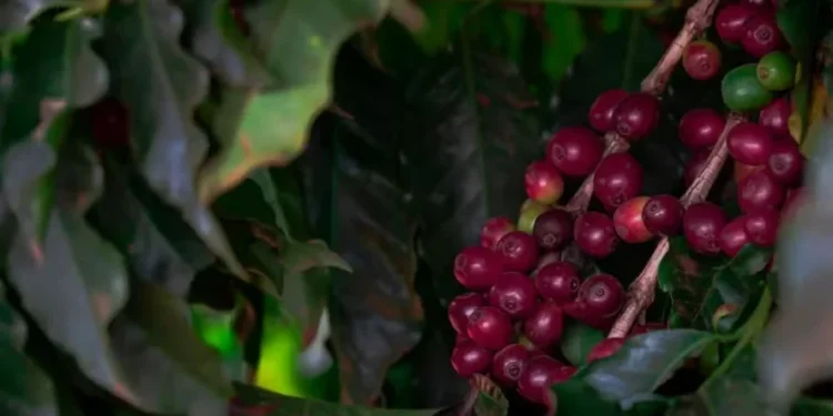Colheita de café em SP e MG está atrasada em relação ao ano passado