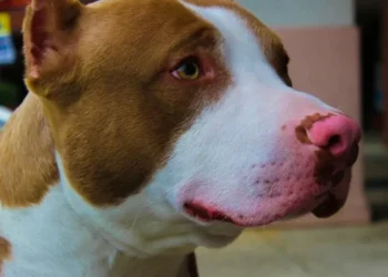 Decreto regulamenta as responsabilidades dos tutores de pitbulls • Pixabay