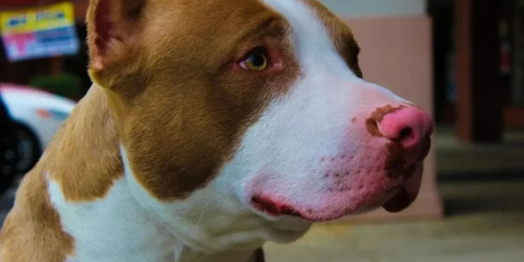 Decreto limita a circulação de pitbulls em locais públicos de SC