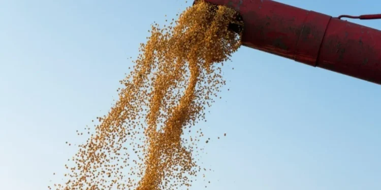Conab projeta crescimento na safra 2024/25 com alta na soja e no milho