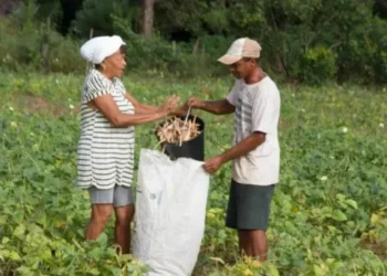(Foto: Agricultura/Governo do Tocantins).