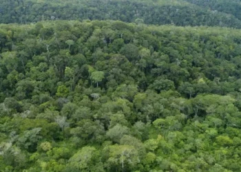 Governo do Tocantins registra redução de 20,7% no desmatamento do primeiro semestre em 2025 e do total somente 21% ocorreram em área não autorizada
