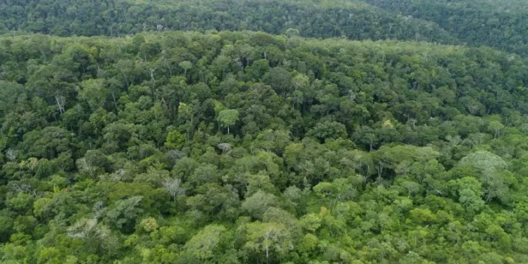 Governo do Tocantins registra redução de 20,7% no desmatamento do primeiro semestre em 2025 e do total somente 21% ocorreram em área não autorizada