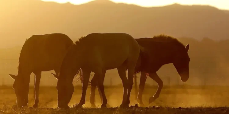 Ração contaminada: mais de 240 cavalos já morreram, afirma ministério