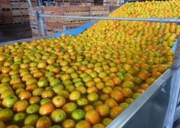 No caso do suco de laranja, as cotações começam a semana em patamar 9% mais elevadas — Foto: SEAB