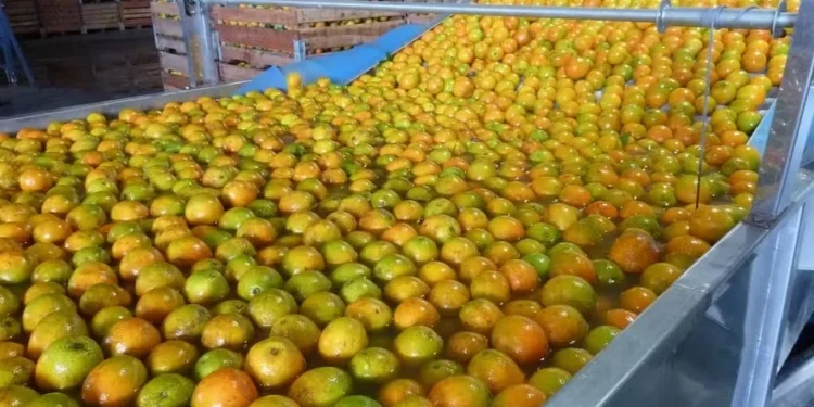 No caso do suco de laranja, as cotações começam a semana em patamar 9% mais elevadas — Foto: SEAB