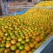 No caso do suco de laranja, as cotações começam a semana em patamar 9% mais elevadas — Foto: SEAB